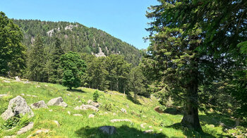 das Hochmoor bei Frankenthal - Sentier du Falimont