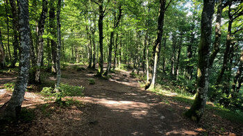 Rückweg im Buchenhain nach Col de la Schlucht