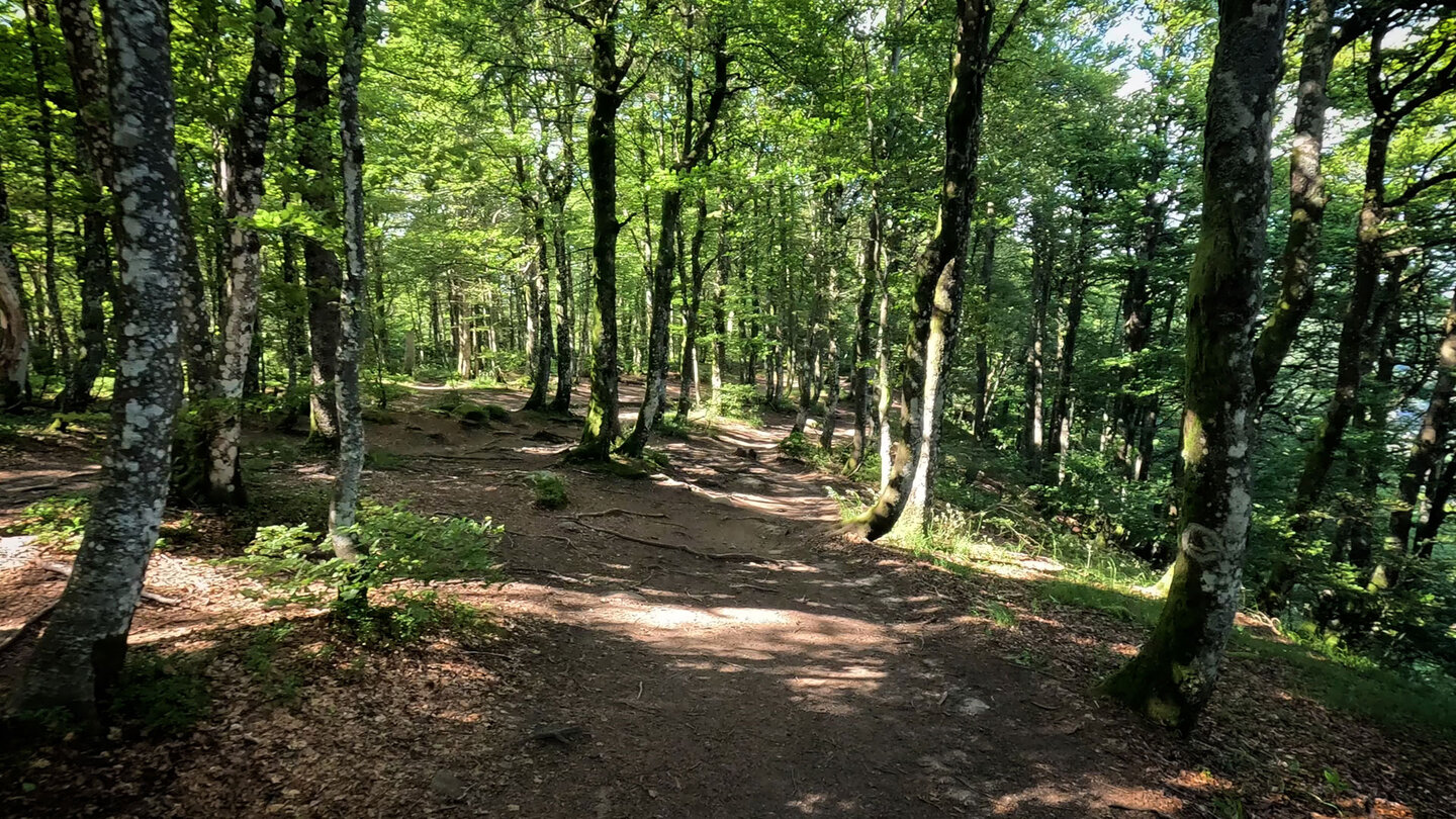 Rückweg im Buchenhain nach Col de la Schlucht