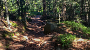 Wanderung auf dem Westweg durch den Nordscharzwald