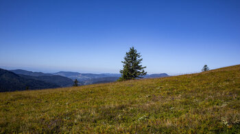 Die Wiesen und das Panorama vom Feldberg im Schwarzwald