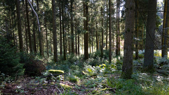 Tannenwald entlang der Wanderroute