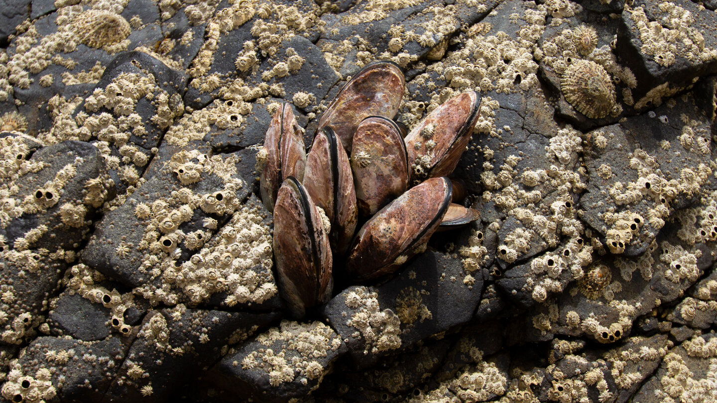 bei Ebbe werden die von Muscheln besiedelten Felsen sichtbar