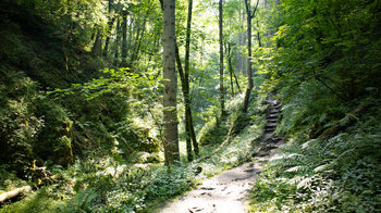 Wanderung auf Pfaden durch die Waldschlucht des Tränkebaches