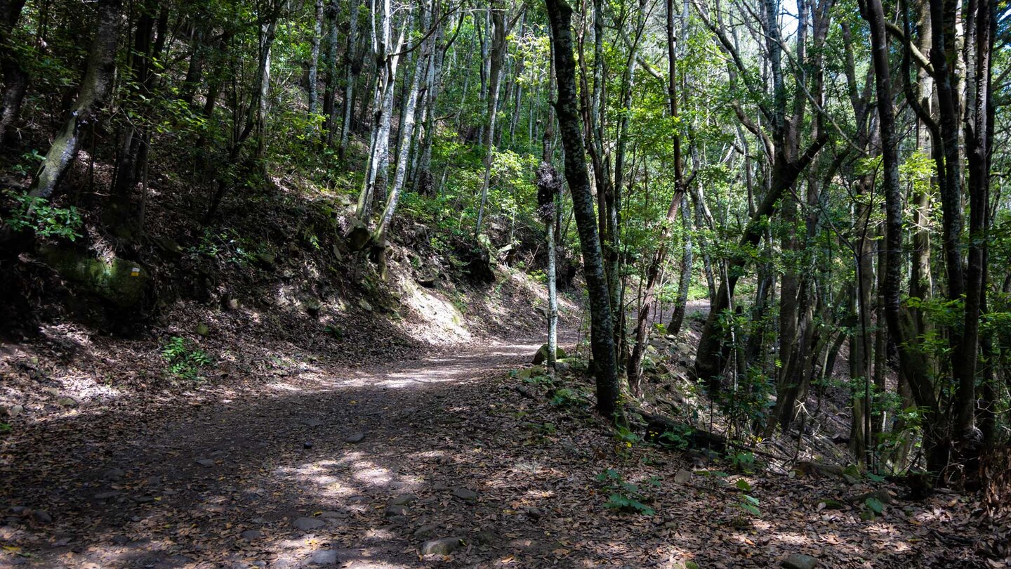 Wanderweg durch den Lorbeerwald am Monte del Agua