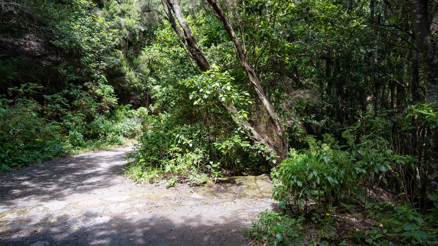 üppige Pflanzenwelt des Monteverde entlang des Wanderwegs PR TF-52