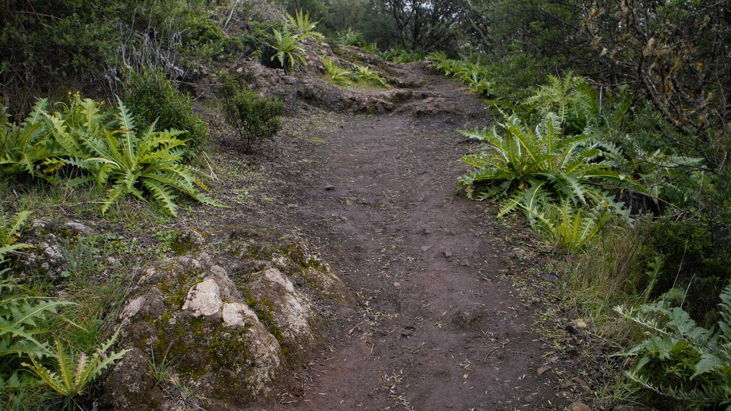 der mit Gänsedisteln gesäumte Wanderweg PR TF-51