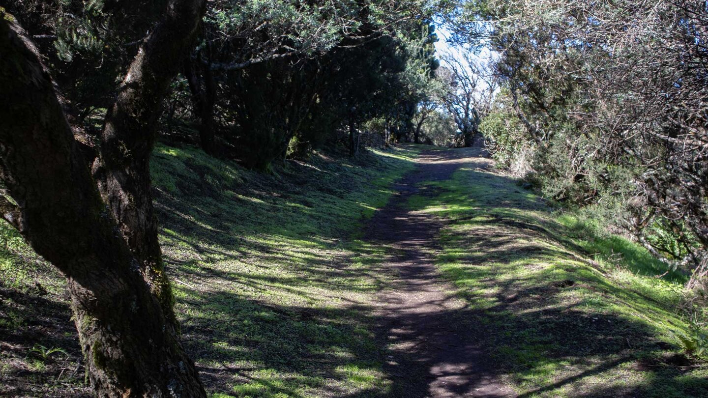 Wanderweg zwischen Baumheide und Zwergginster nahe der Casas de la Cumbre