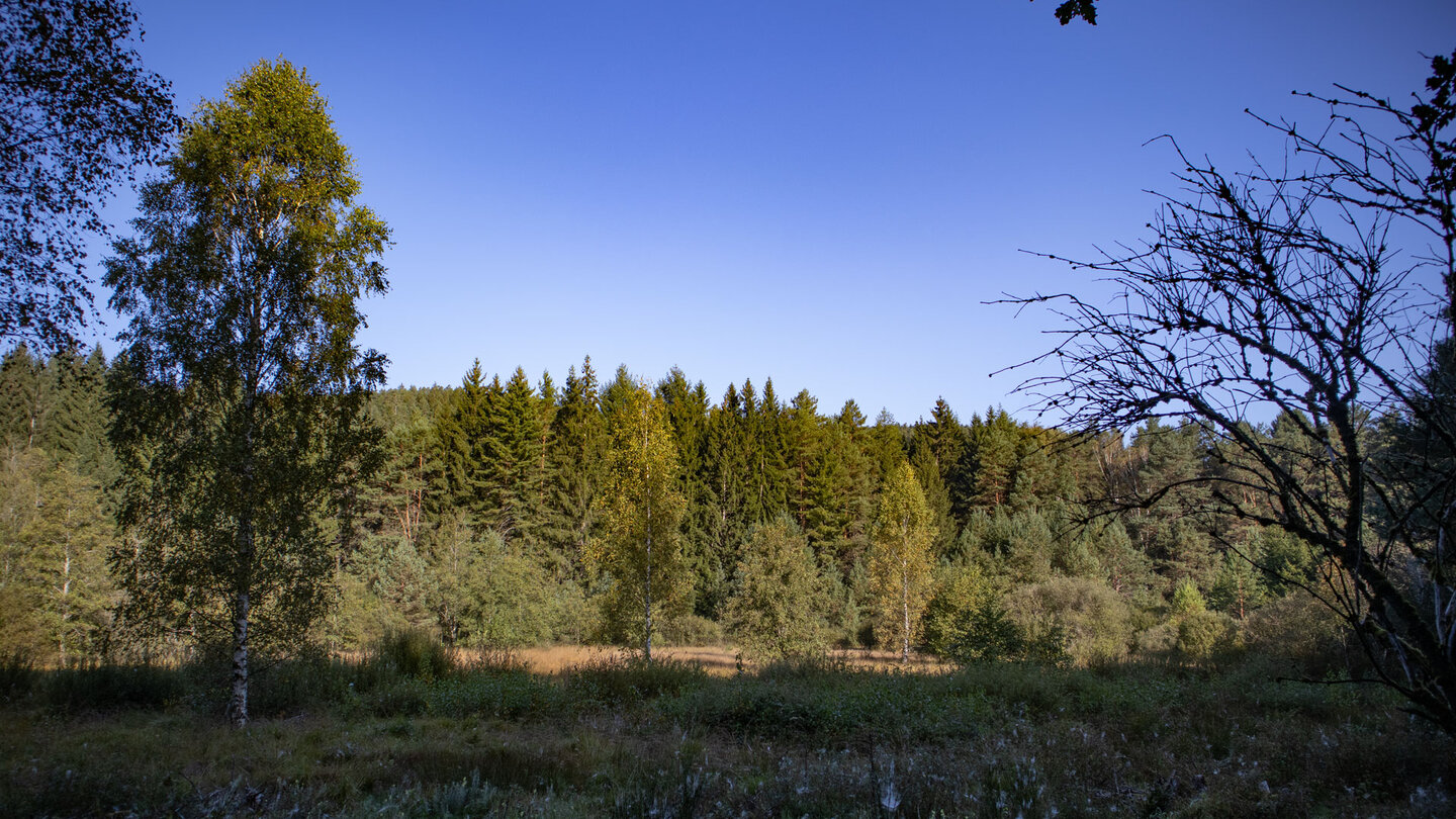 Wiesenebene im Moosbachtal