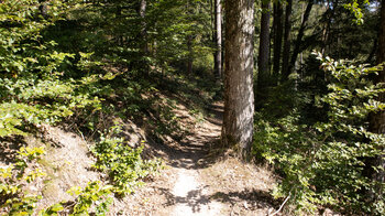 Wanderpfad durch Mischwald in Seibertsbachtal