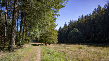 Wanderweg entlang des Seibertsbach