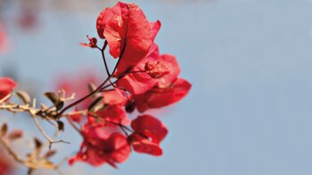 eine rote Bougainvillea am Museo Etnográfico Tanit in San Bartolome auf Lanzarote