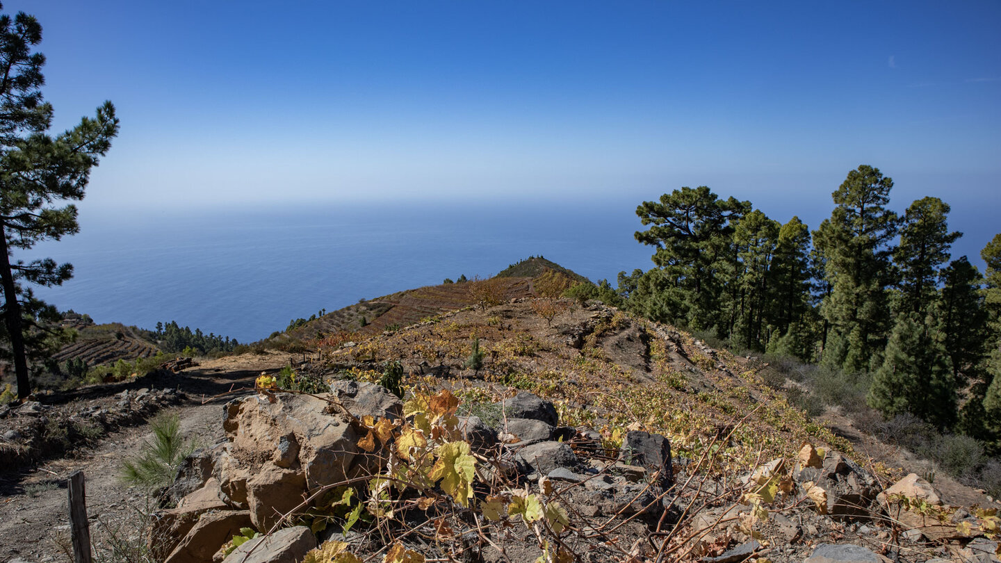 Ausblick vom Wanderweg PR-LP 12.1 über Weinberge und Kiefernwald auf den Atlantik