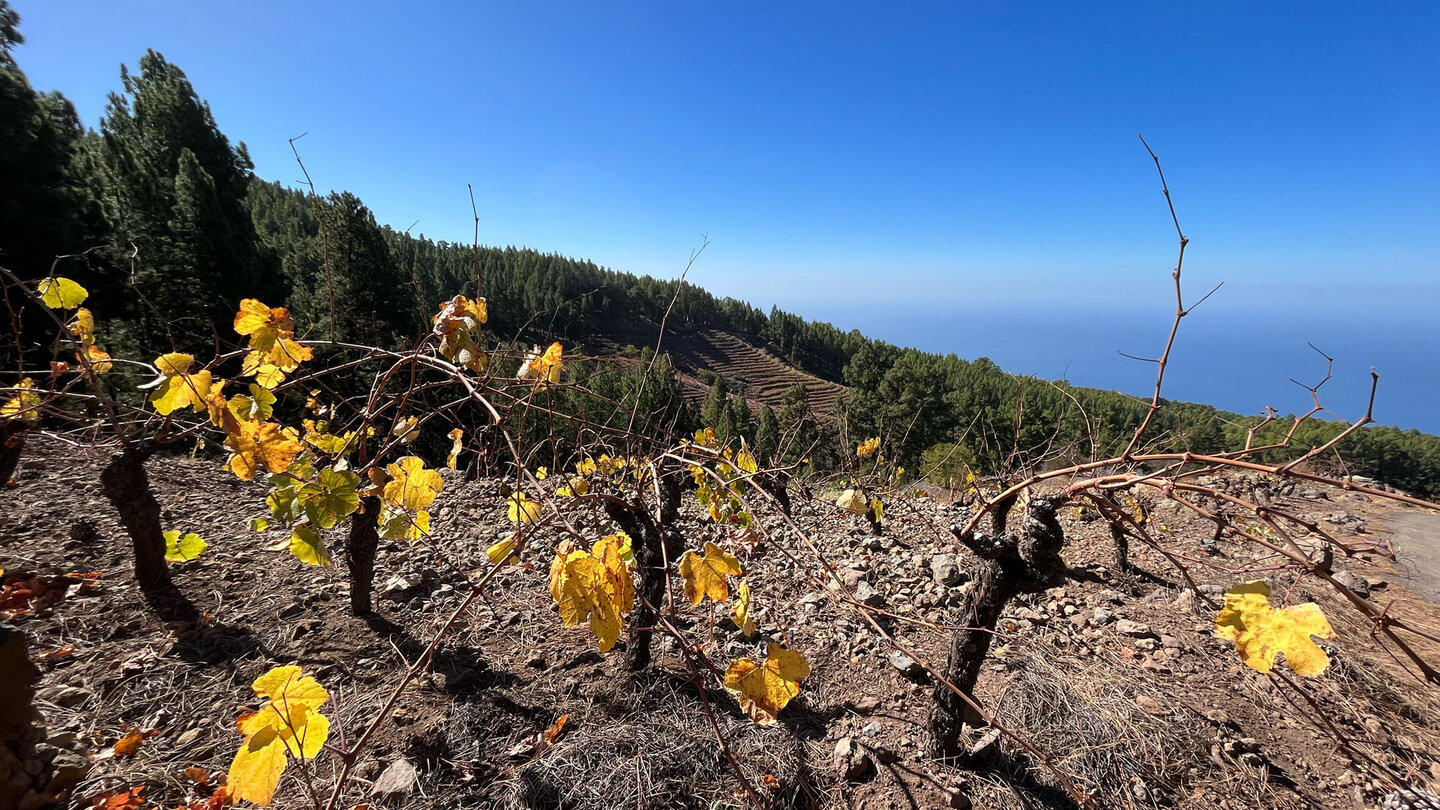 Weinberge oberhalb der Schutzhütte Refugio Tinizara