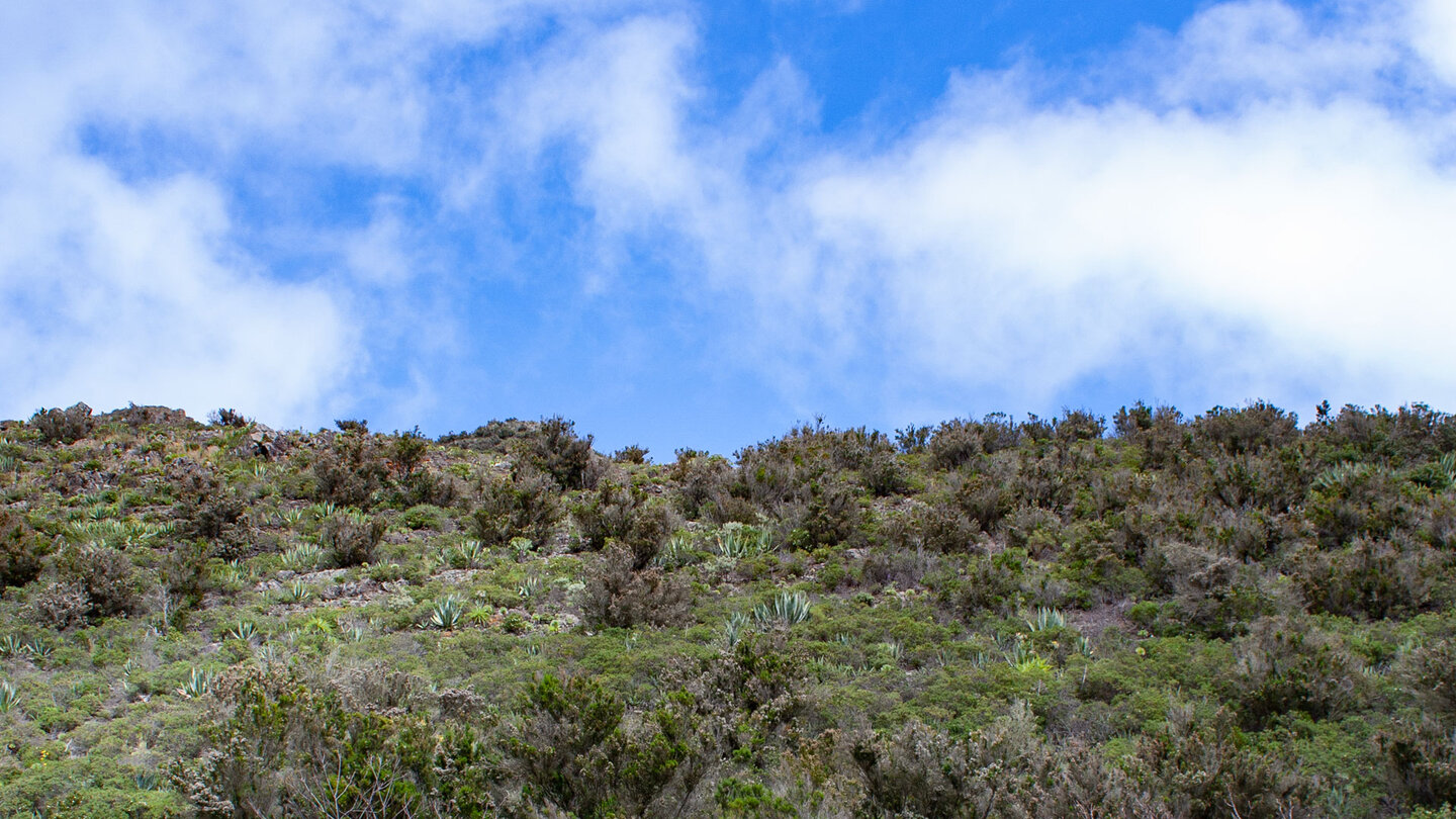 Strauch-und Buschvegetation auf dem Weg nach Teno Alto