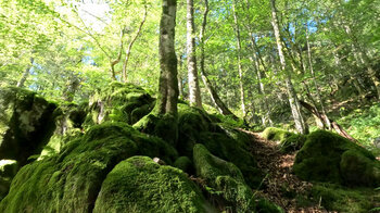 Wald am Fuße der Spitzkoepfe