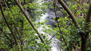 einversteckter Wasserfall in den Wäldern bei Afur im Anaga