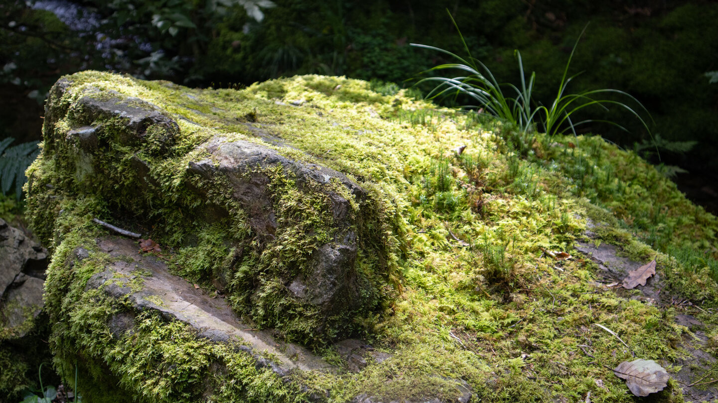 bemoosten Felsen am Wanderweg durch die Schlucht des Gottschlägbaches