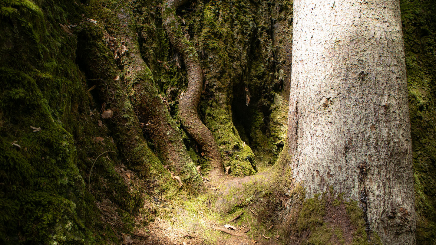 Baumwurzeln in der Felsschlucht