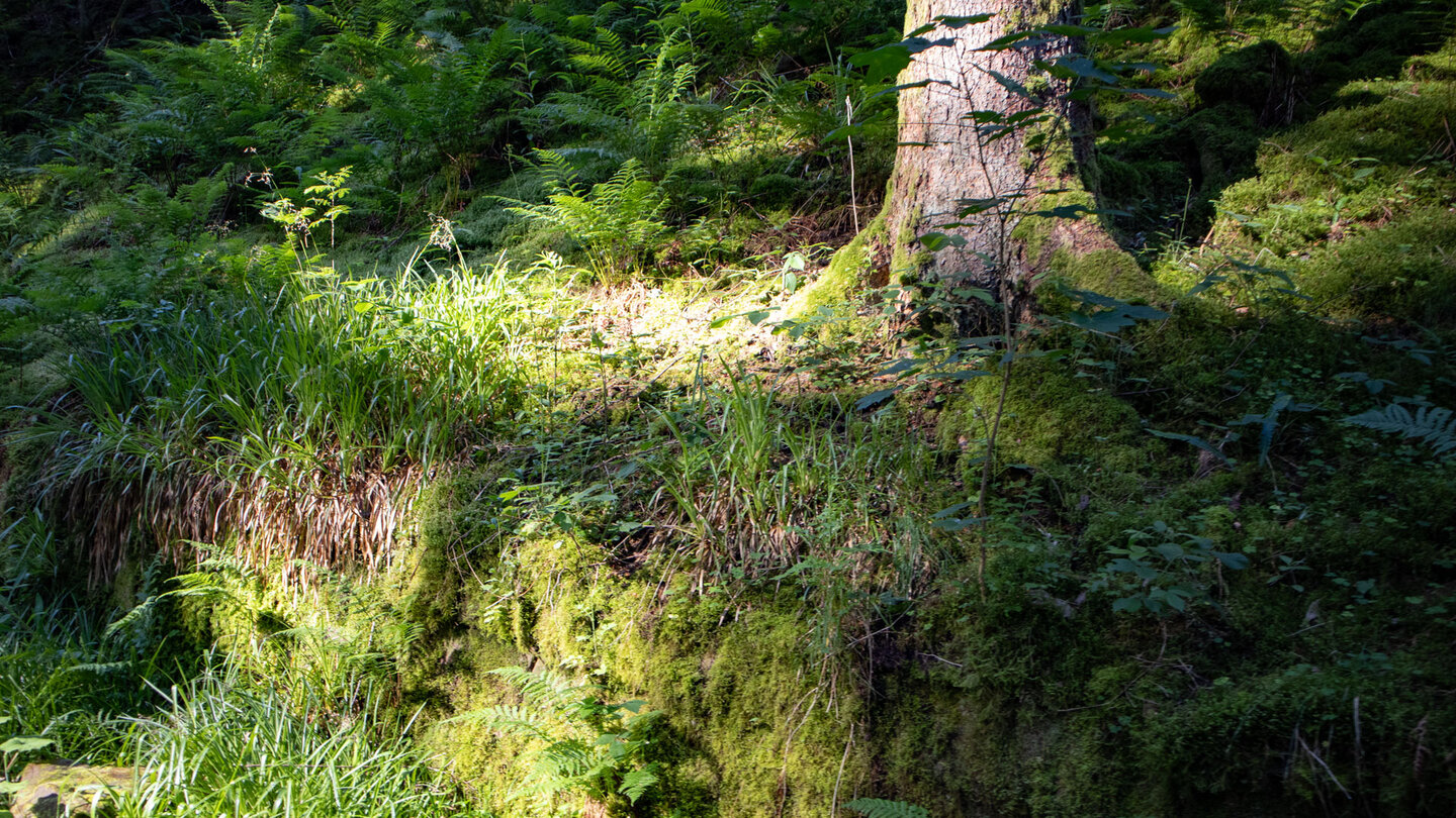 mit Moosen und Gräsern bewachsene Mauer am Wanderweg