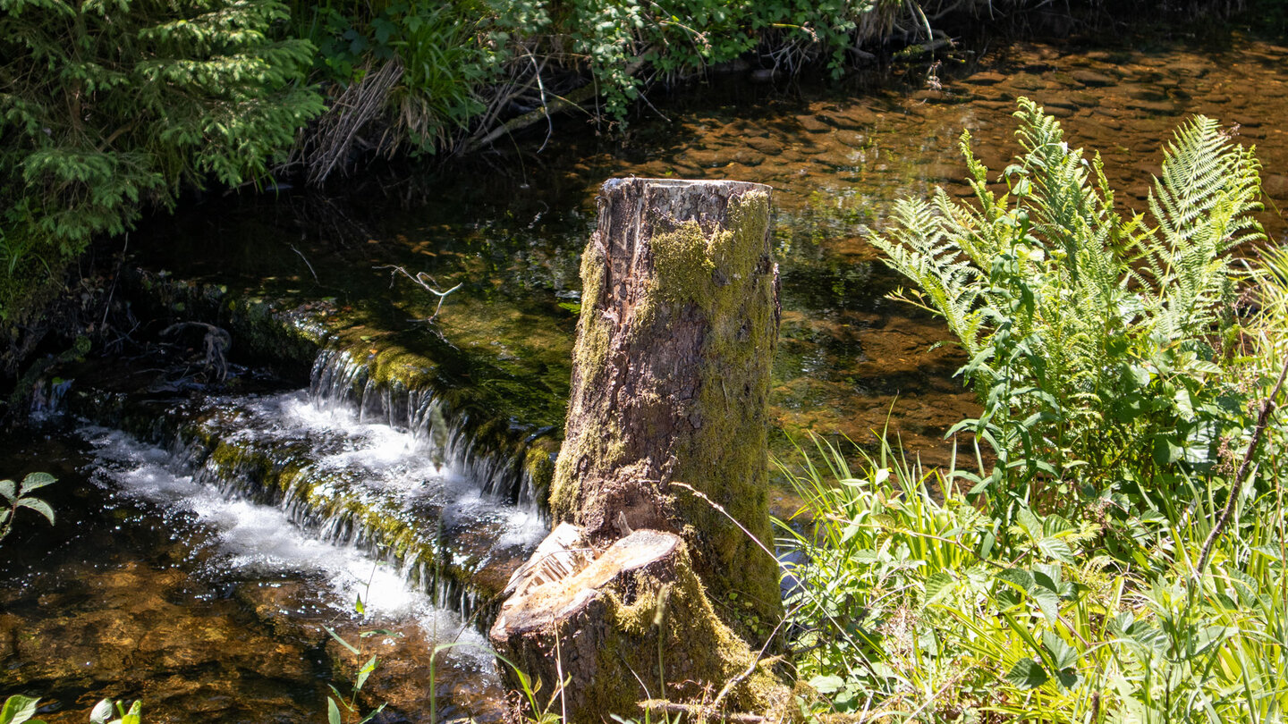 künstliche Stufen im Bachlauf des Bösen Ellbach