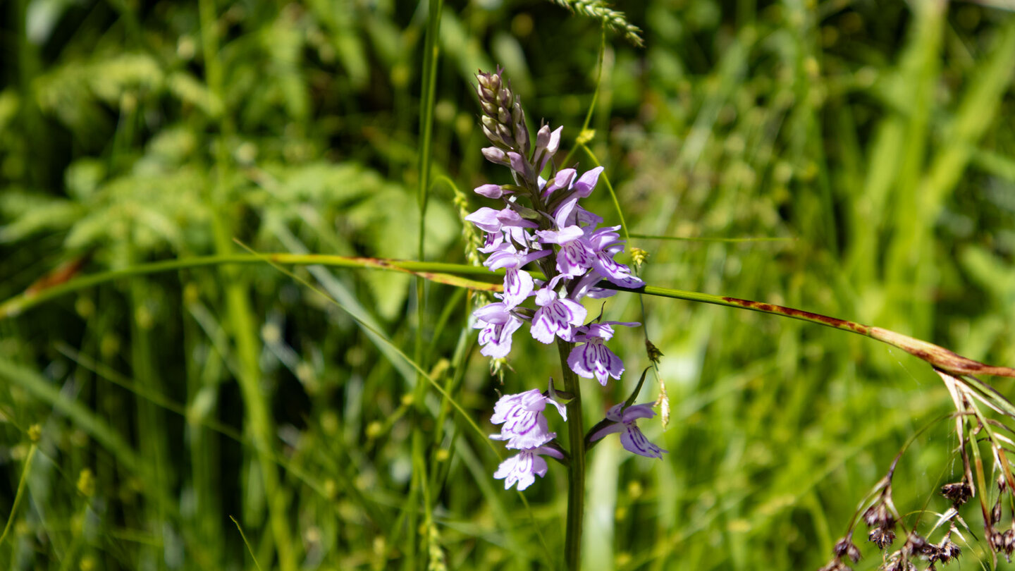 blühendes Knabenkraut am Wegesrand