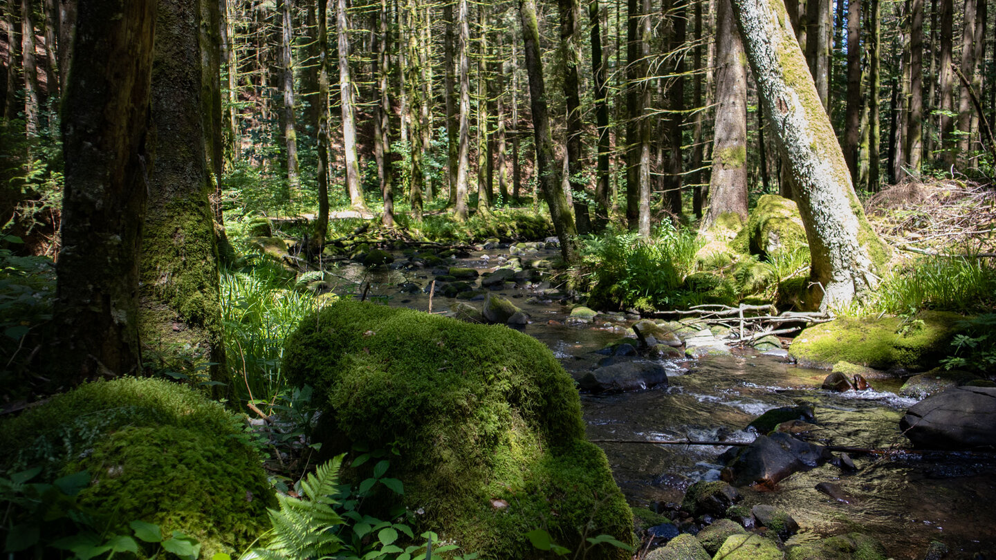 bemooste Steine am wildromantischen Bachlauf des Guten Ellbach