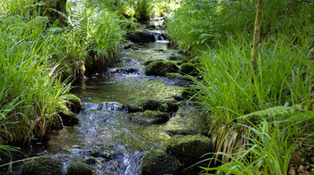 Zufluss Kienbächle beim Cam Gutellbach