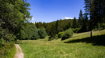 Wegpassage des Seensteigs über eine Wiese am Guten Ellbach