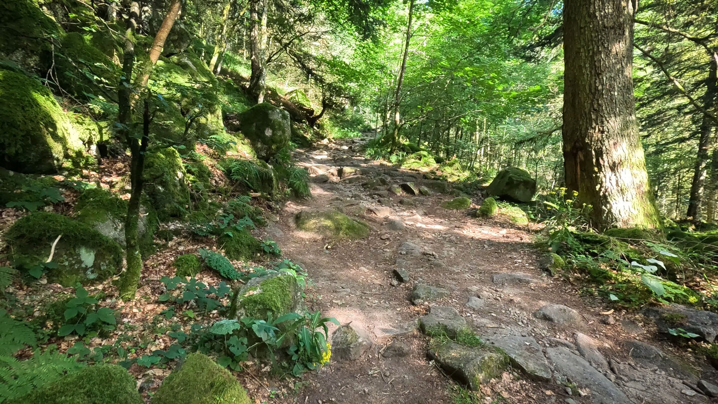 vom Lac du Schiessrothried führt die Wanderung durch Wälder