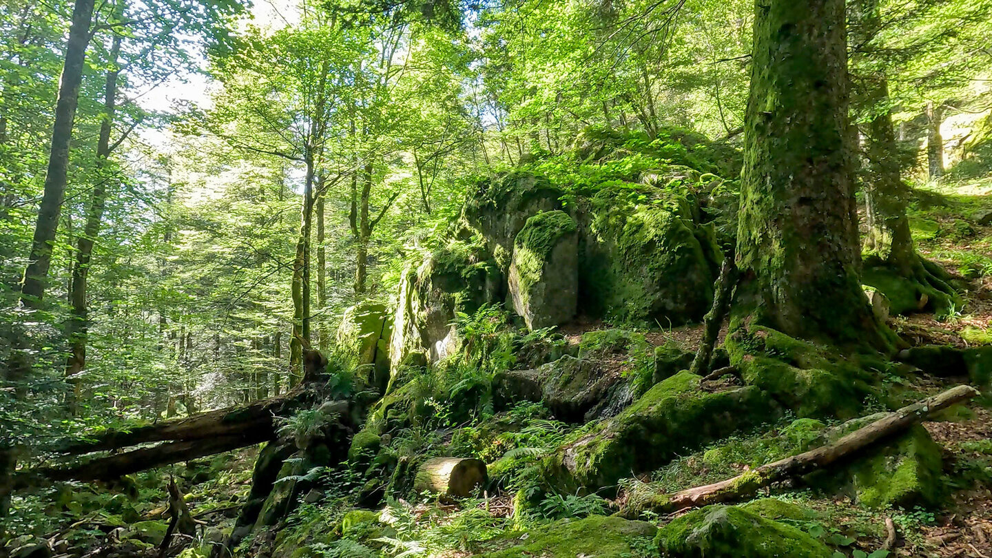 Waldlandschaft am Wormsabach