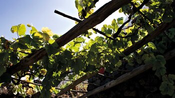 Laube aus Weinreben vor einem historischen Steinhaus im Museumsdorf auf El Hierro