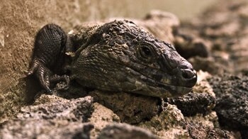 eine El-Hierro-Rieseneidechse (Gallotia simonyi) in der Zuchtanlage auf El Hierro