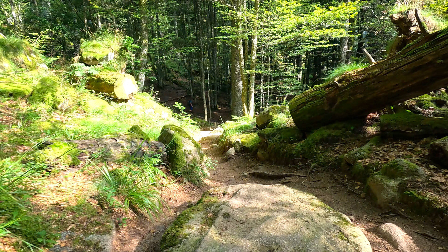 Wanderweg durch die Waldschlucht zum Wormsabach