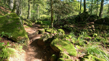 Wanderpfad zwischen bemoosten Felsen