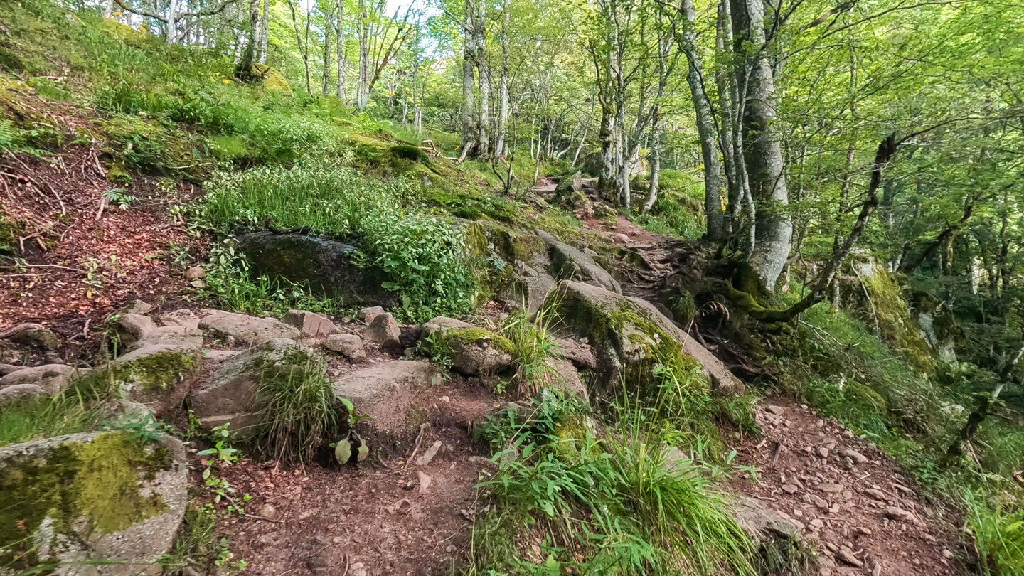 Wanderroute im Buchenwald nach Wormspel