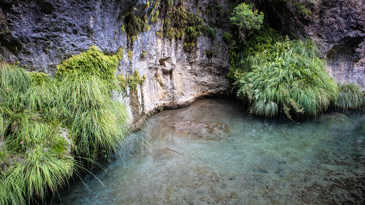 Vegetation in der Klamm des Río Borosa