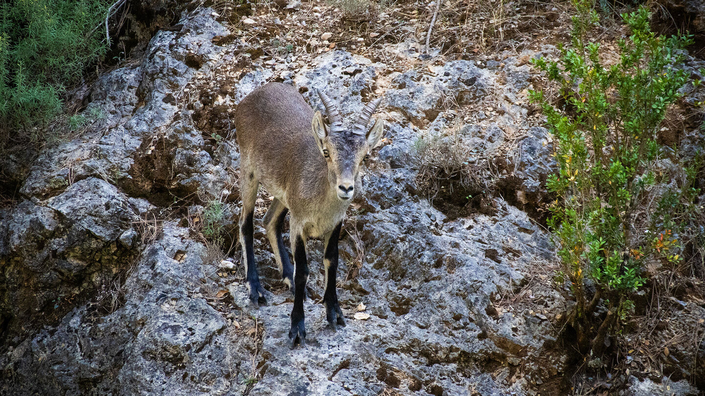 Iberischer Steinbock am Río Borosa