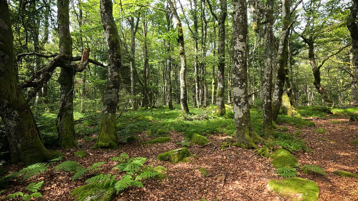 Buchenwälder an der Route des Crêtes auf dem GR 5