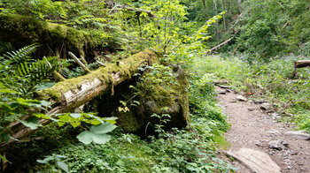 Rundwanderung durch die Lotenbachklamm