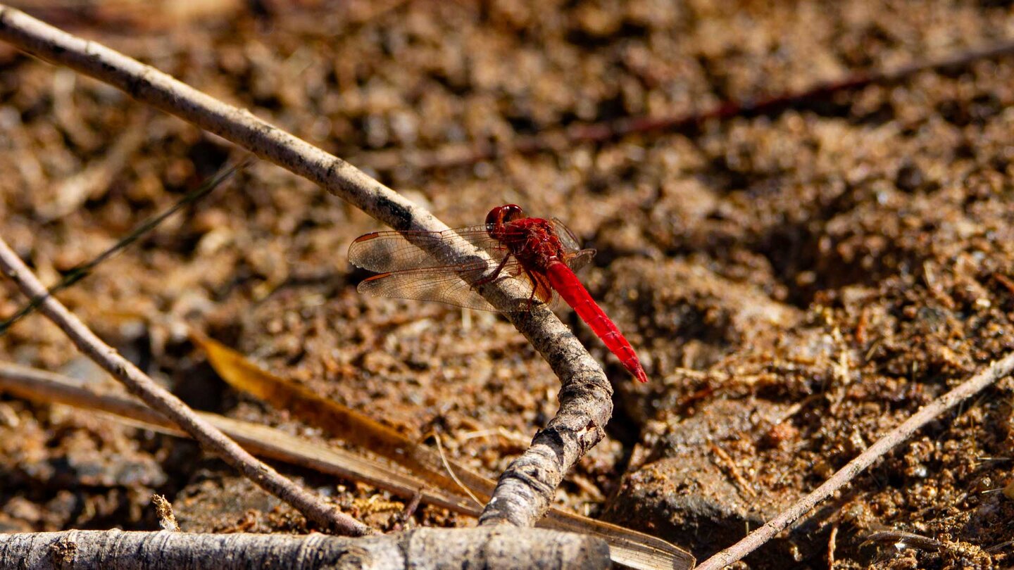 rot leuchtende Feuerlibelle