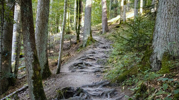 Wurzelpfad von der Schattenmühle folgt dem Wanderweg E1 und dem Schluchtensteig