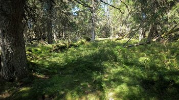 Moose und Flechten in den Wäldern oberhalb des Lac Noir