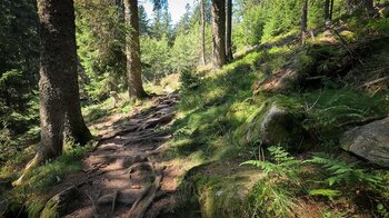 Wurzelpfad im Wald oberhalb des Lac Noir