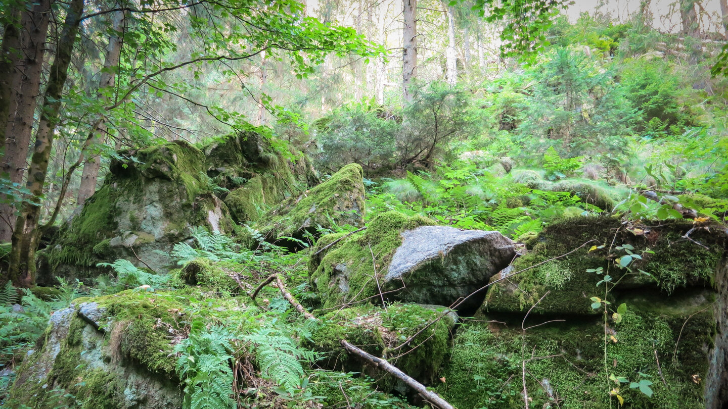 von Farn und Moos überwucherte Felsen auf dem Weg zu den Lautenfelsen