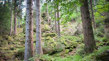 von Lautenbach über die Ahornwiesen zu den Lautenfelsen