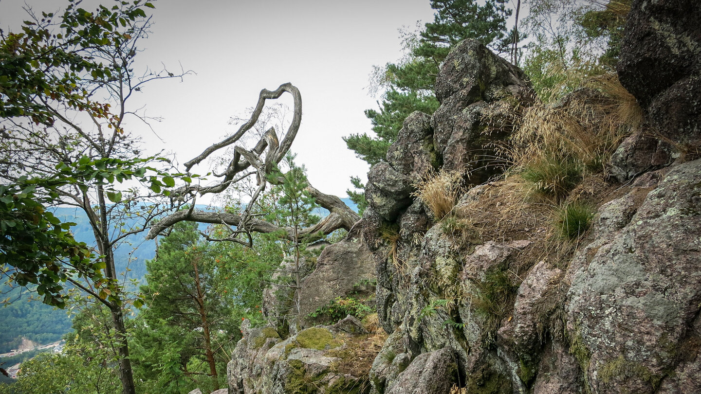 wilde Natur rund um den Rockert