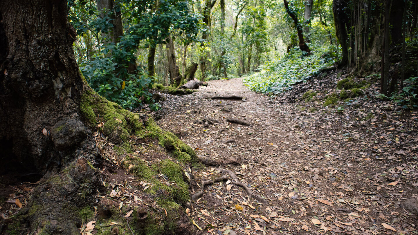 Lorbeerwald entlang des Wanderwegs zur Ermita de Lourdes