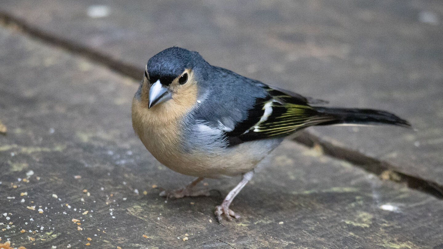 am Rastplatz picken Buchfinken gerne Brotkrumen