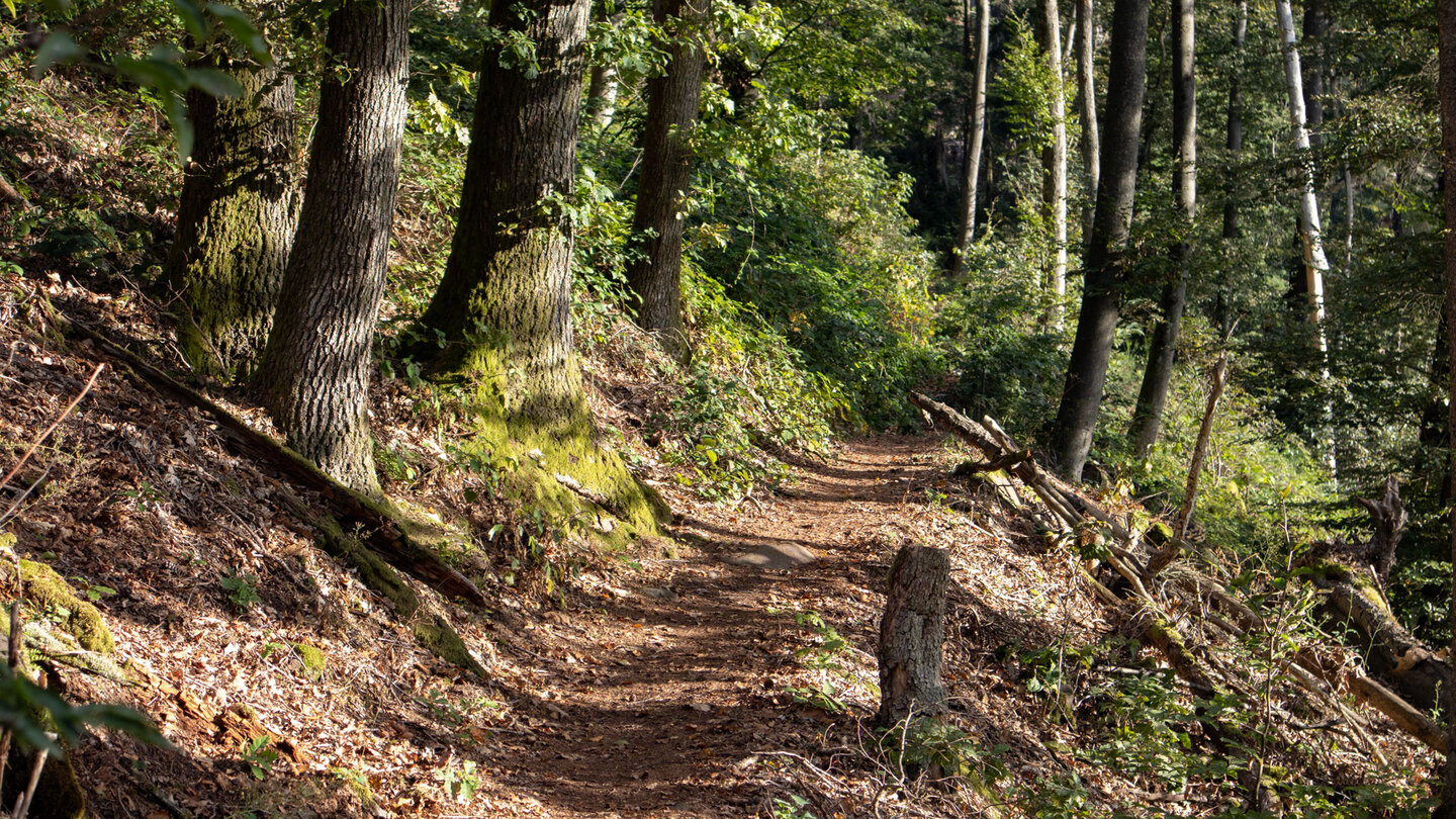 Wanderweg durch den Mischwald im Naturschutzgebiet Zeppelinhalde